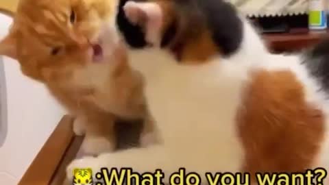 Cat Funny Videos...( I can understand the feeling 😂 ❤️😂🔥) #catlove#love