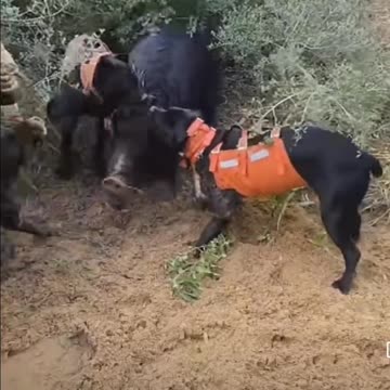 CANE CORSOS VS. WILD HOG