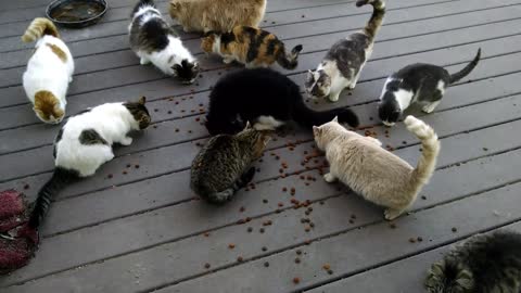 Mama Cat Takes Back Crying Kitten From Toddler