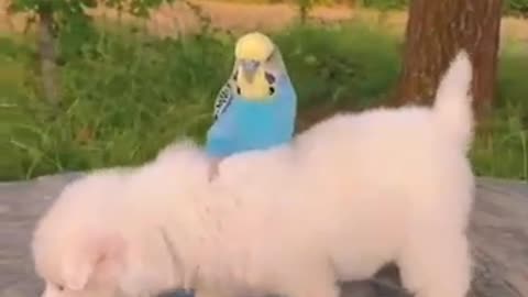 Cute"_animals__funny_video_clip 🐶