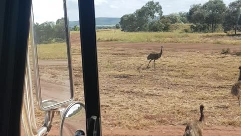 Wild Emus