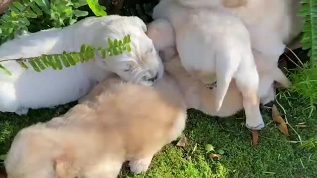 Puppies and Babies Playing Together Compilation