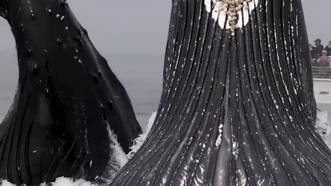 Super whels on incredible jumping
