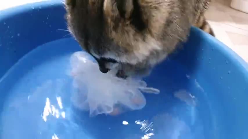 Raccoons wash the shower diligently with their small hands