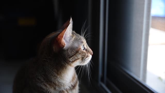 Cat v2