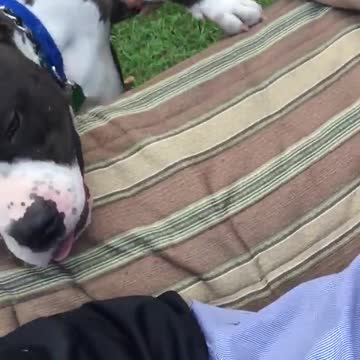 Perro rescatado obsesionado con dar la pata