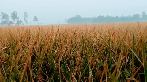 Beautiful scenery of Golden Paddy field..🌾🌾🌾🌾.. like, share and subscribe..