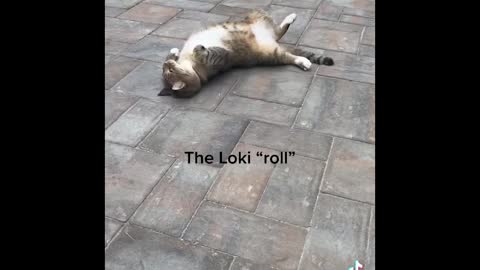 Roly Poly Cat