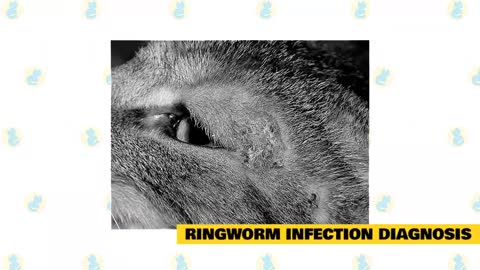 Ringworm in Cats