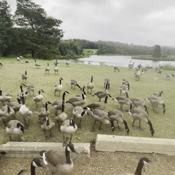 I am waiting! Geese 🪿 cross the street
