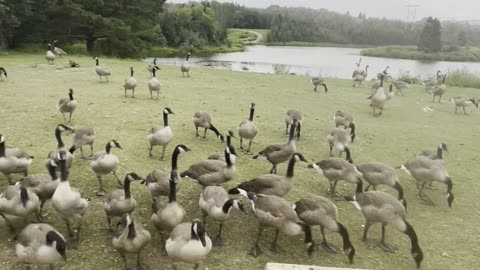 I am waiting! Geese 🪿 cross the street