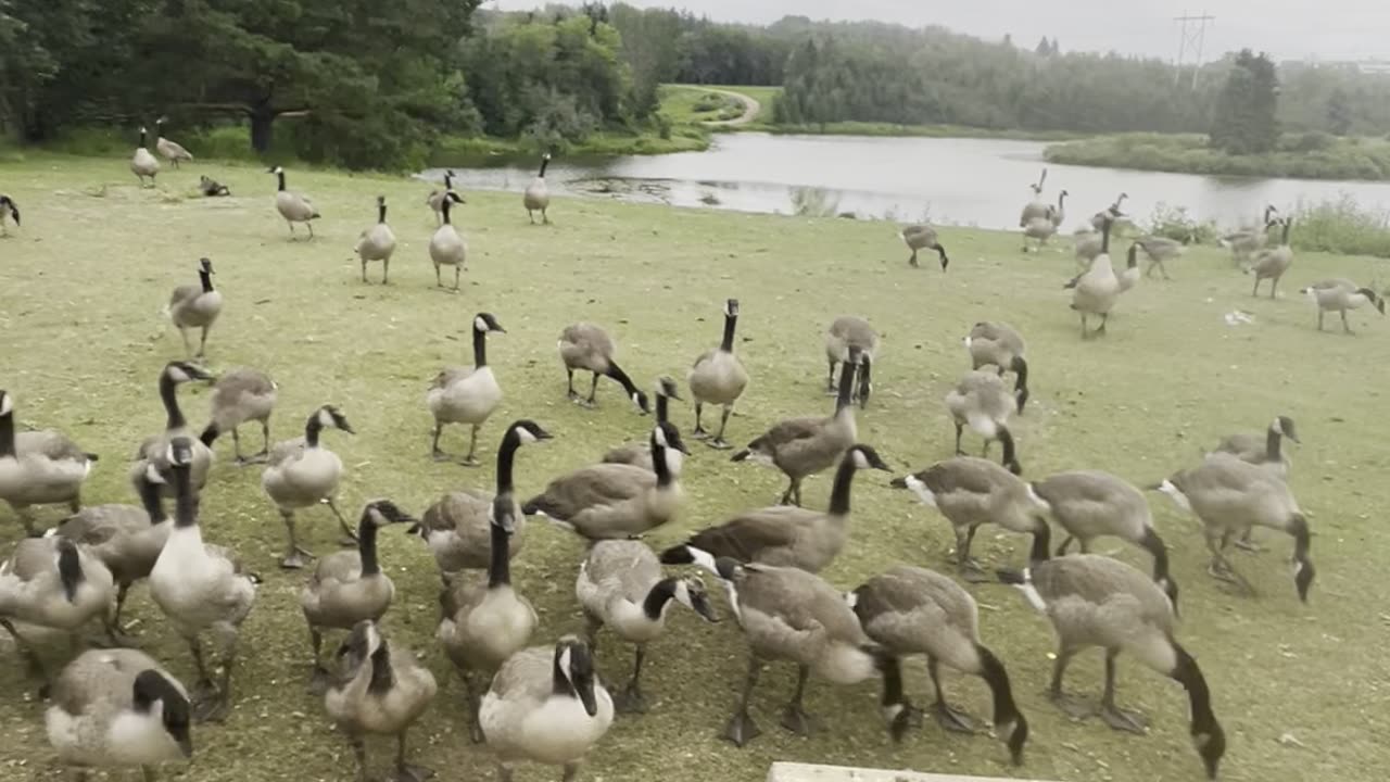 I am waiting! Geese 🪿 cross the street