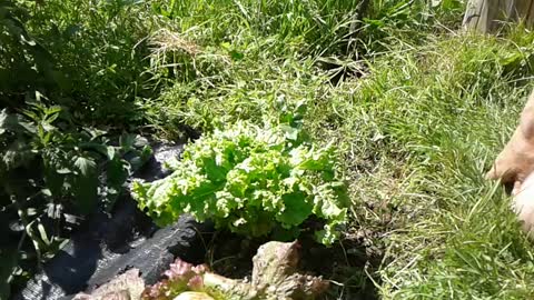 Harvesting Greens