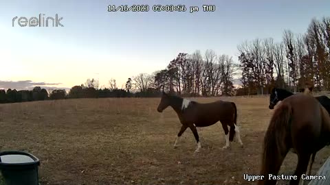 Hungry Mares Ring Pasture Camera