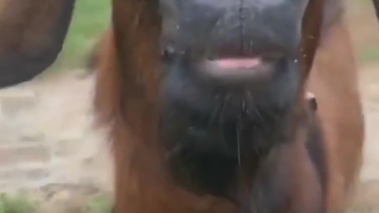 Funny 🤣 Animal Sounds In Wildlife_ Buffalo, Panda, Giraffe, Cow, Goat, Dog,... _ Animal Moments