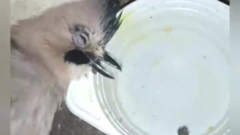 A Sick Little Bird's Fight to Live