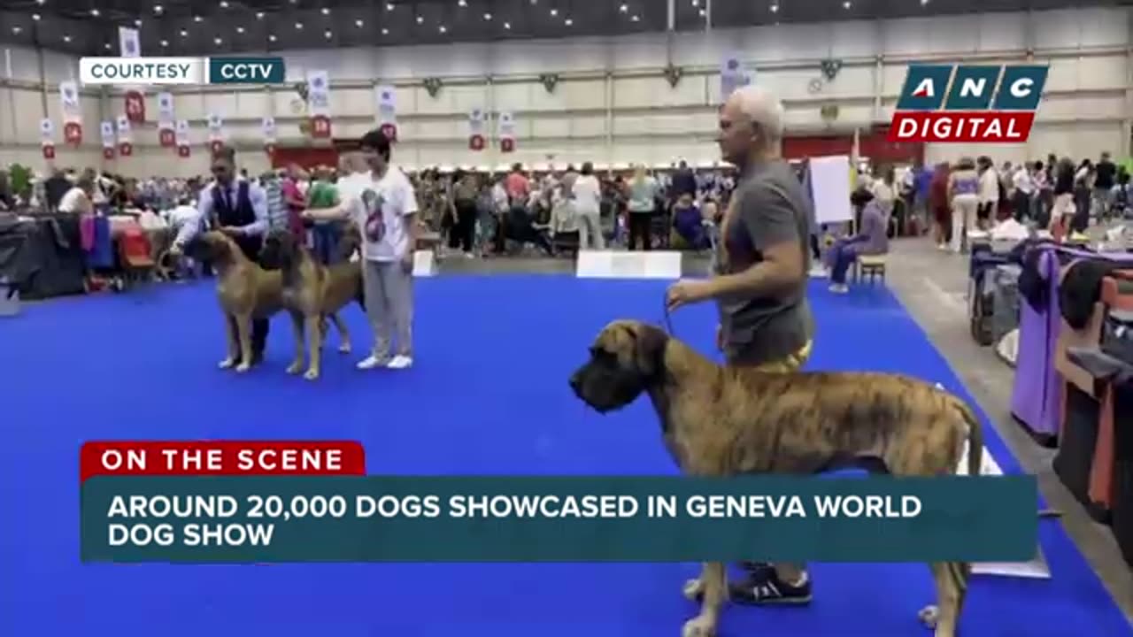 Around 20000 Dog showcased in Geneva world