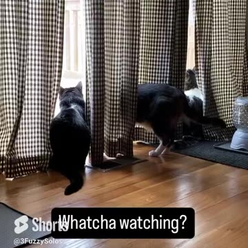 Cats mesmerized by snow in April