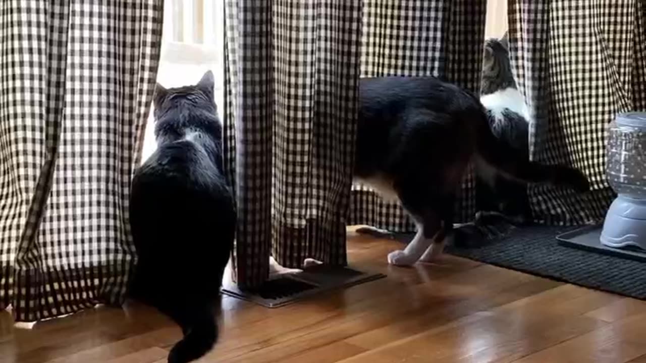 Cats mesmerized by snow in April