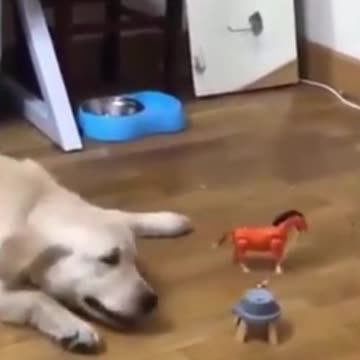 dogs and entertaining owners