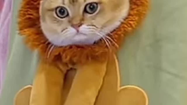 Funny cat|beautiful cat|