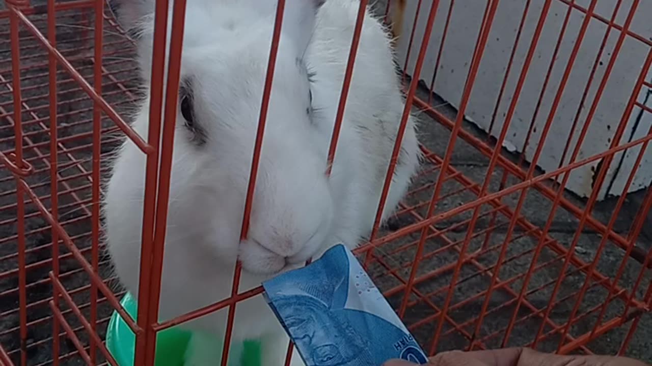 Rabbit want to eat money
