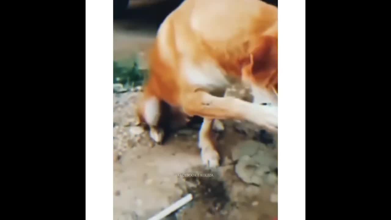 sad but intelligent dog