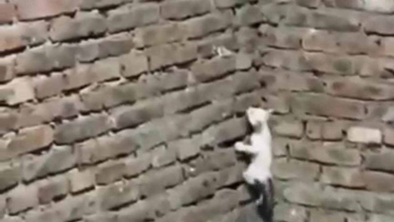 Cat’s Heartwarming Love For Tiny Kitten: Wonderful Moment!