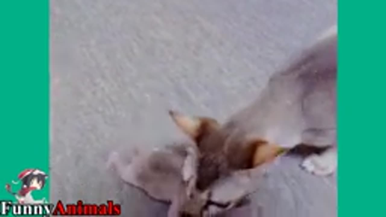 Mama_Cat_Carrying_Baby_Kittens_Videos