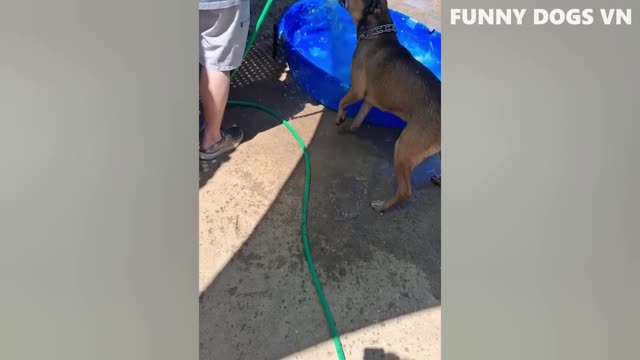 Funniest Animals Video - Funny Dogs and Cats - Try Not to Laugh Animals 2022