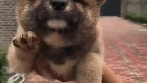 Cute dog