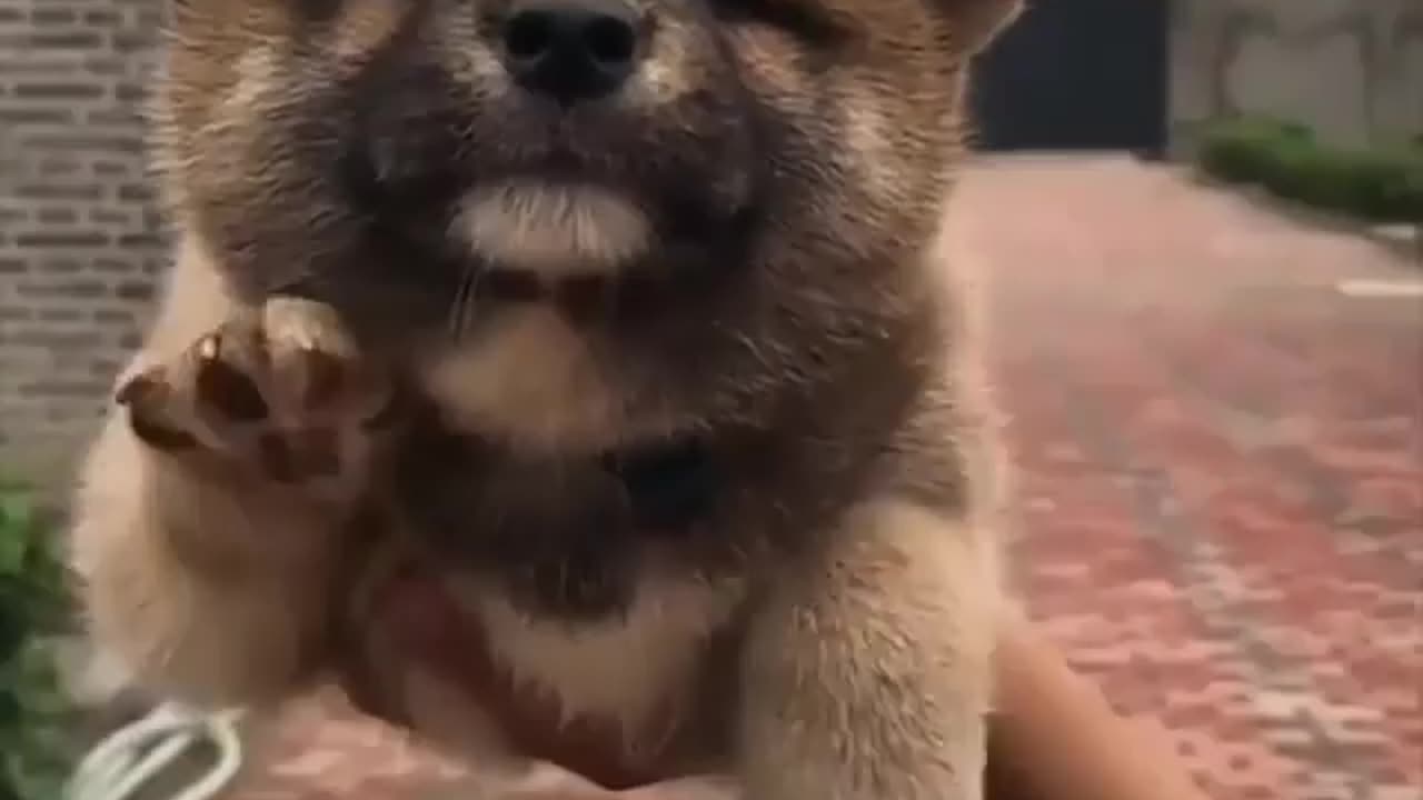 Cute dog