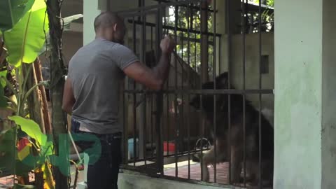 Chris Wolf Rescuing an Dogs Aggressive GSD