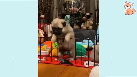 Too Cute to Handle!!