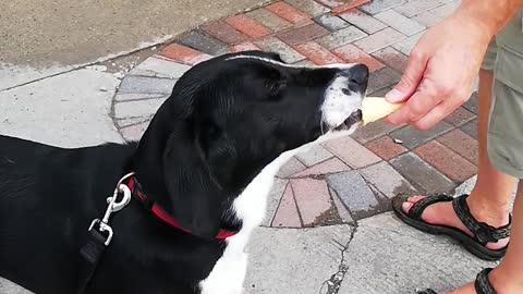 Free Ice cream day