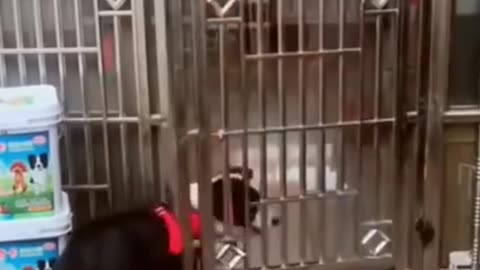 Funny dogs