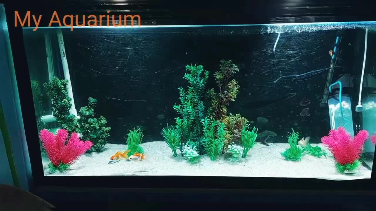 Faish this aquarium fish vary nice 🐟🐟🐟🐠🐠🐠🐠👌