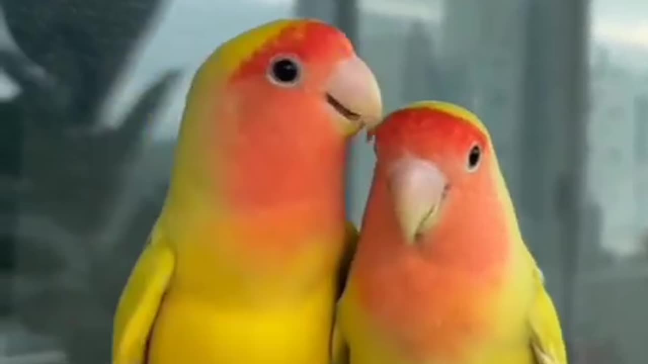 Two parrots talking each others