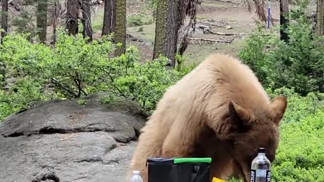 Bear Helps Itself to Snacks at Picnic Table