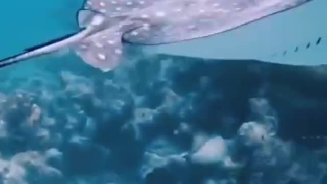 In flight underwater