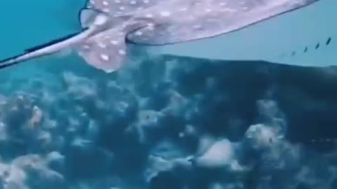 In flight underwater