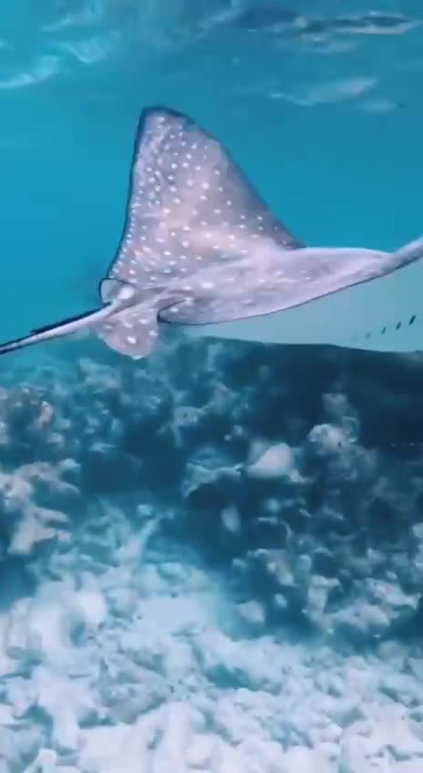 In flight underwater