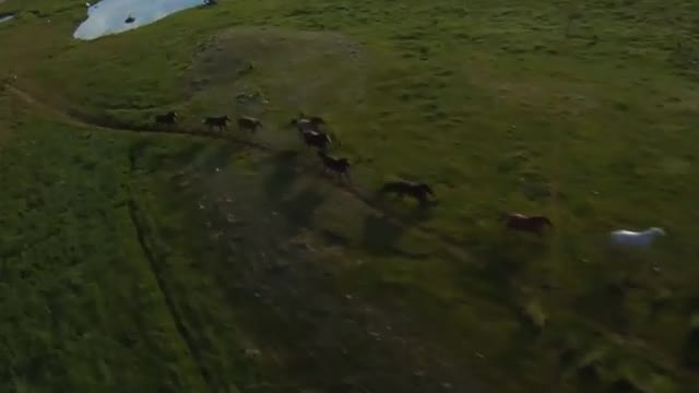Majestic, four-hoofed wind of the Horse, pentium in the endless fields, showing a huge force.
