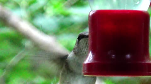 Hummingbird