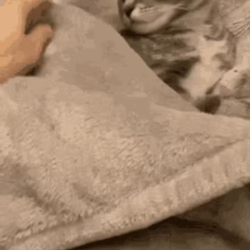 Cute Cat Gif
