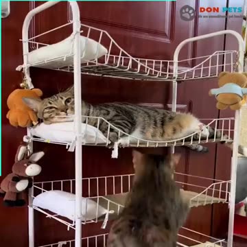 #cats#catsapartments