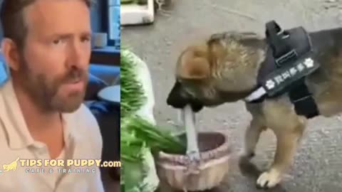 Most incredible Dog Ever #trending #dog #cat #Funny