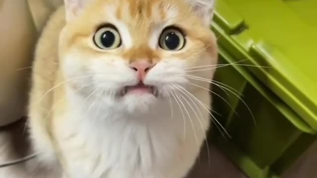 Funny cat 😺😸