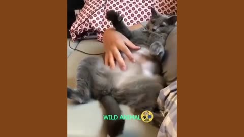 Funny animal videos 🤣😹