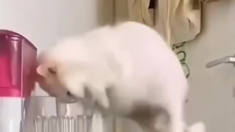 Funny_Animal____Aparichit_Jinda_Hai